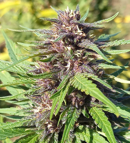 Lemon.B 14% CBD 🌿 Intense et Revitalisante