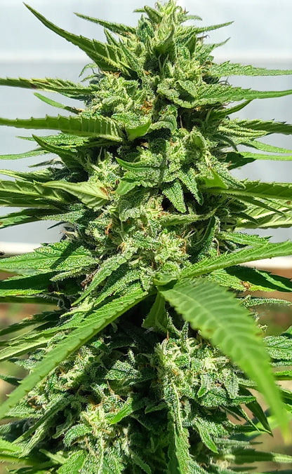 Mazal 18%CBD - Greenhouse- France ( sud-ouest)