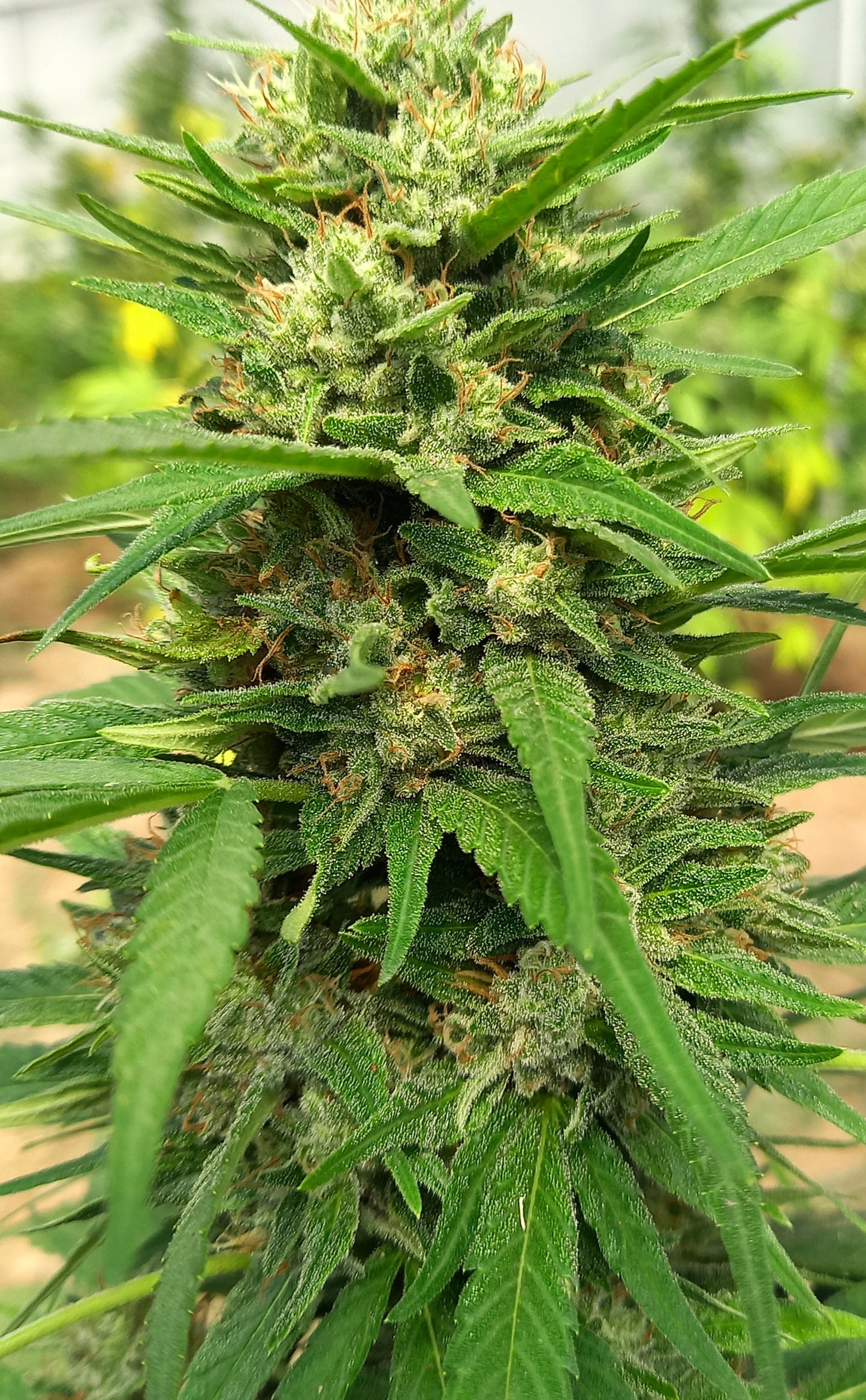 Mazal 18%CBD - Greenhouse- France ( sud-ouest)