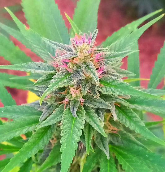 Candresse Berry 16% de CBD