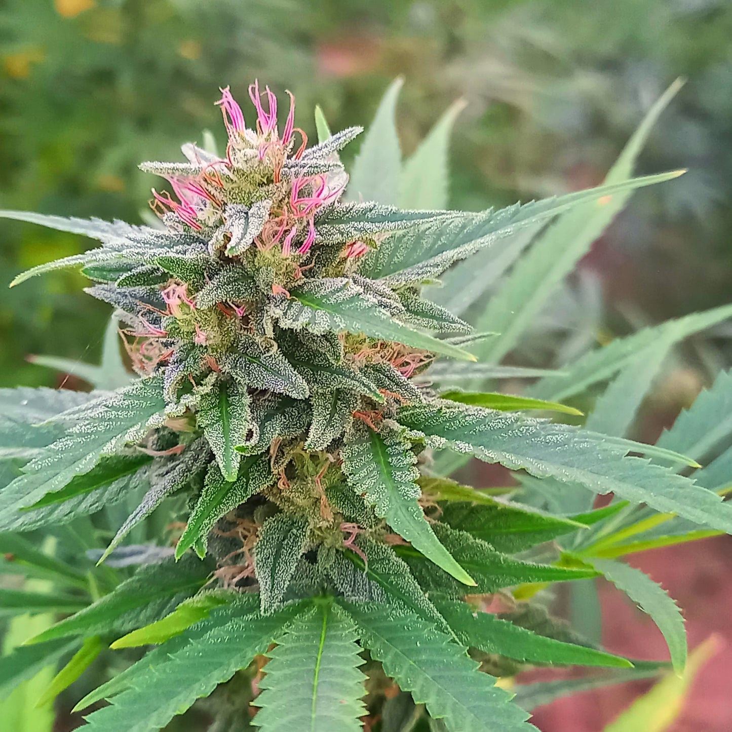 Candresse Berry 16% de CBD