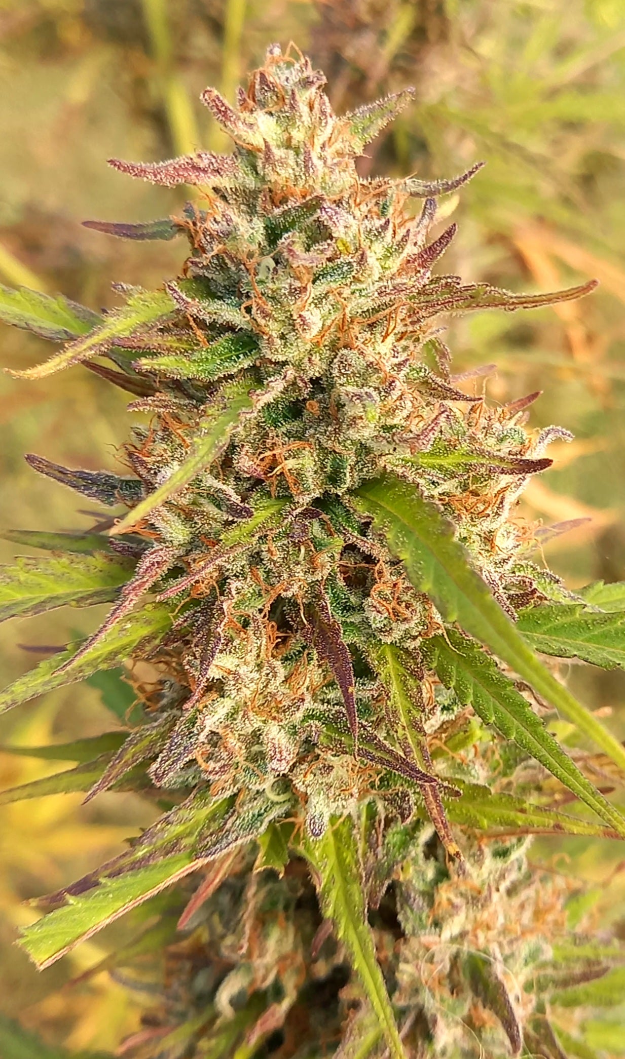 Diesel 18% CBD