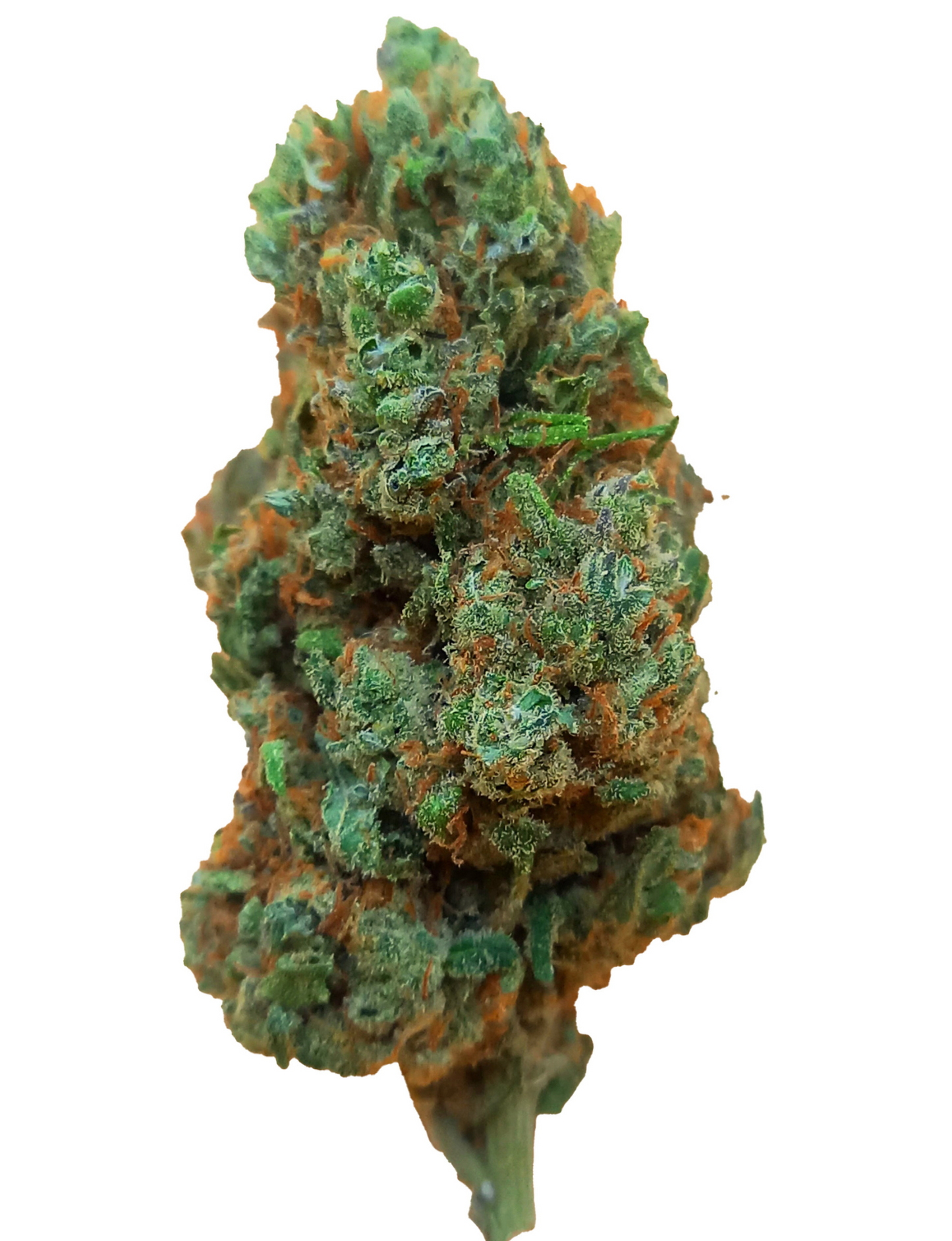 Harley Quinn 16% CBD- Indoor- Californie