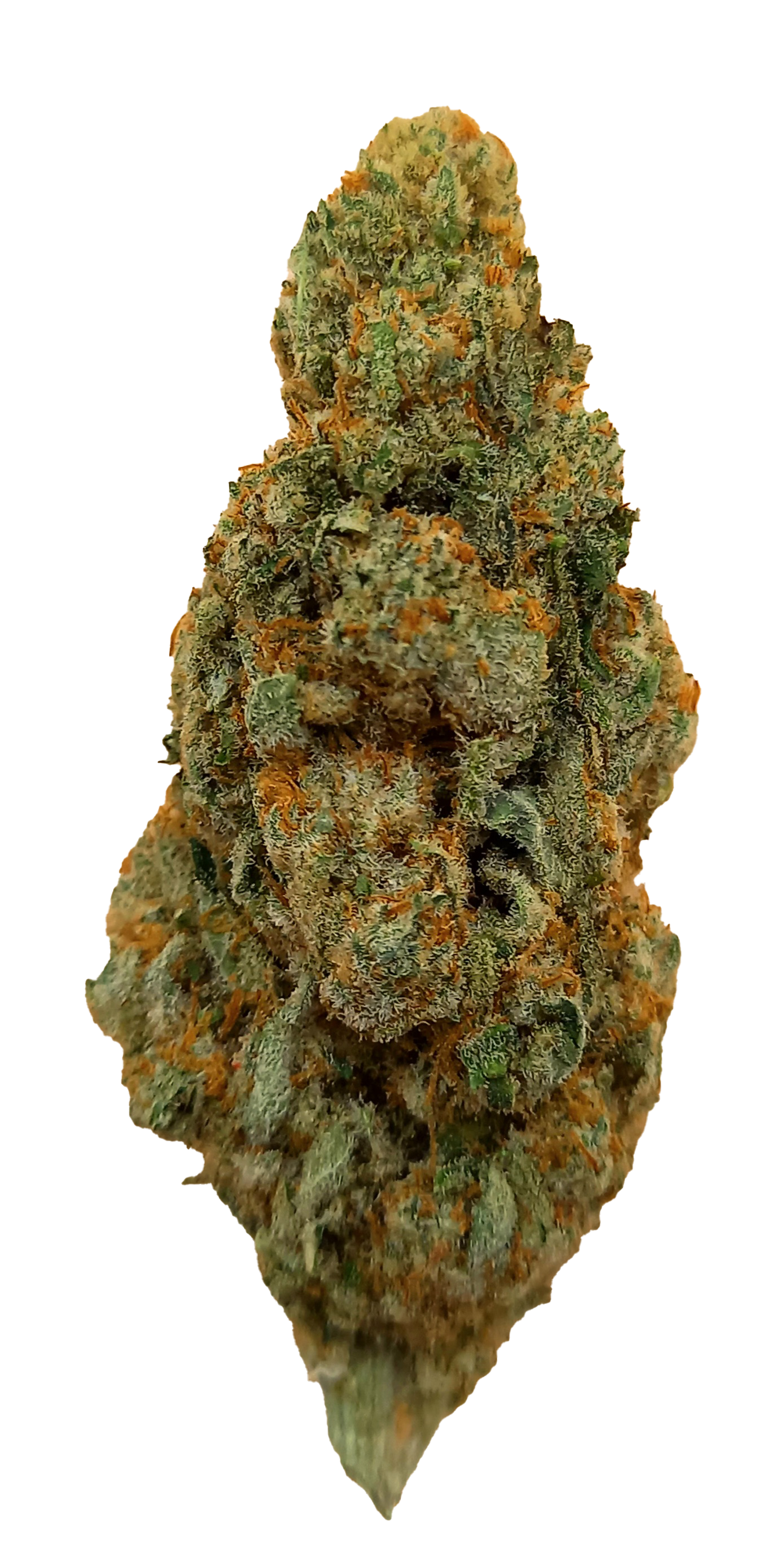 Découvrez la White Widow 16% CBD : Culture Indoor en Suisse, une Fleur d'Élite